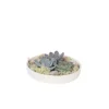 Outlet Echeveria Garden Mix Hvid - Echeveria lilacina - Højde 8cm Krukkeplanter Indendørs