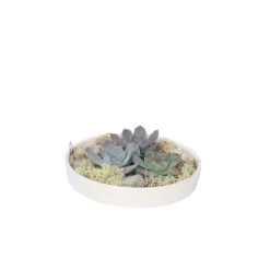 Outlet Echeveria Garden Mix Hvid - Echeveria lilacina - Højde 8cm Krukkeplanter Indendørs
