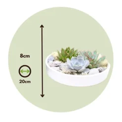 Outlet Echeveria Garden Mix Hvid - Echeveria lilacina - Højde 8cm Krukkeplanter Indendørs