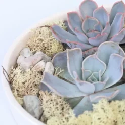 Outlet Echeveria Garden Mix Hvid - Echeveria lilacina - Højde 8cm Krukkeplanter Indendørs