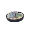 Sale Echeveria Garden Mix Sort - Echeveria lilacina - Højde 8cm Krukkeplanter Indendørs