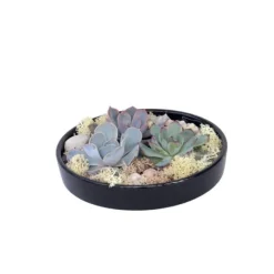 Sale Echeveria Garden Mix Sort - Echeveria lilacina - Højde 8cm Krukkeplanter Indendørs