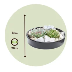 Sale Echeveria Garden Mix Sort - Echeveria lilacina - Højde 8cm Krukkeplanter Indendørs