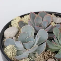 Sale Echeveria Garden Mix Sort - Echeveria lilacina - Højde 8cm Krukkeplanter Indendørs