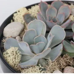 Sale Echeveria Garden Mix Sort - Echeveria lilacina - Højde 8cm Krukkeplanter Indendørs
