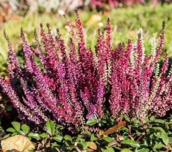 Gødningsmidler^Efterårsgødning til syreelskende planter GardenStart 5kg