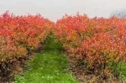 Gødningsmidler^EFTERÅRSGØDNING TIL SYRESANDIGE PLANTER 2 KG AMPOL