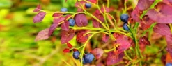 Gødningsmidler^EFTERÅRSGØDNING TIL SYRESANDIGE PLANTER 2 KG AMPOL