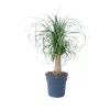 Best Elefantfod - Beaucarnea 'recurvata' - Højde 60-70cm - ⌀21cm Krukkeplanter Indendørs