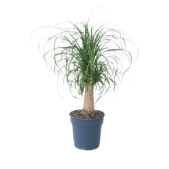 Best Elefantfod - Beaucarnea 'recurvata' - Højde 60-70cm - ⌀21cm Krukkeplanter Indendørs