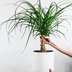 Best Elefantfod - Beaucarnea 'recurvata' - Højde 60-70cm - ⌀21cm Krukkeplanter Indendørs