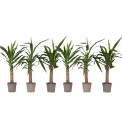 Krukkeplanter Indendørs^Elefantfod - Sæt med 6 - Yucca elephantipes - Højde 50-60cm - ⌀14cm
