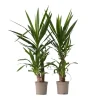 Best Elefantfod - Sæt med 2 - Yucca elephantipes - Højde 70-80cm - ⌀21cm Krukkeplanter Indendørs