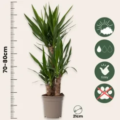 Best Elefantfod - Sæt med 2 - Yucca elephantipes - Højde 70-80cm - ⌀21cm Krukkeplanter Indendørs