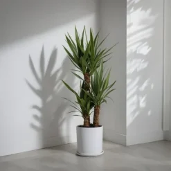 Best Elefantfod - Sæt med 2 - Yucca elephantipes - Højde 70-80cm - ⌀21cm Krukkeplanter Indendørs