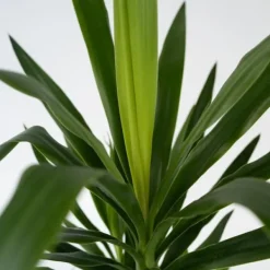 Best Elefantfod - Sæt med 2 - Yucca elephantipes - Højde 70-80cm - ⌀21cm Krukkeplanter Indendørs