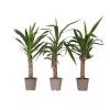 Clearance Elefantfod - Sæt med 3 - Yucca elephantipes - Højde 50-60cm - ⌀14cm Krukkeplanter Indendørs