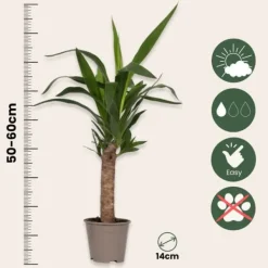 Clearance Elefantfod - Sæt med 3 - Yucca elephantipes - Højde 50-60cm - ⌀14cm Krukkeplanter Indendørs