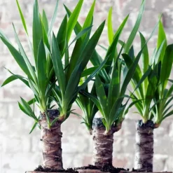 Clearance Elefantfod - Sæt med 3 - Yucca elephantipes - Højde 50-60cm - ⌀14cm Krukkeplanter Indendørs