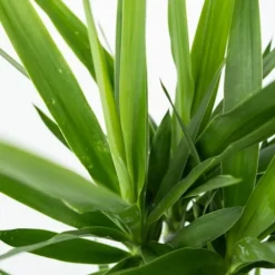 Clearance Elefantfod - Sæt med 3 - Yucca elephantipes - Højde 50-60cm - ⌀14cm Krukkeplanter Indendørs
