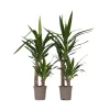 New Elefantfod - Sæt med 2 - Yucca elephantipes - Højde 70-80cm - ⌀17cm Krukkeplanter Indendørs