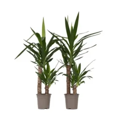 New Elefantfod - Sæt med 2 - Yucca elephantipes - Højde 70-80cm - ⌀17cm Krukkeplanter Indendørs
