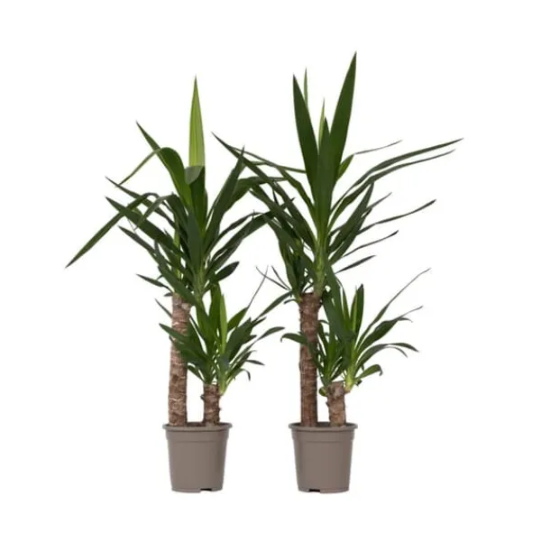 New Elefantfod - Sæt med 2 - Yucca elephantipes - Højde 70-80cm - ⌀17cm Krukkeplanter Indendørs