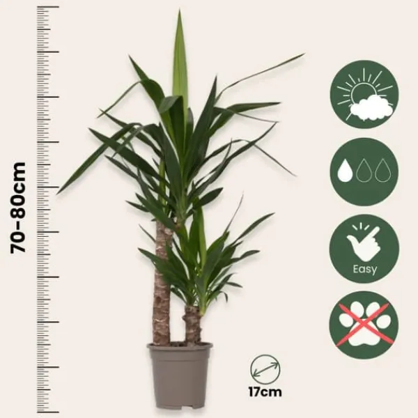 New Elefantfod - Sæt med 2 - Yucca elephantipes - Højde 70-80cm - ⌀17cm Krukkeplanter Indendørs