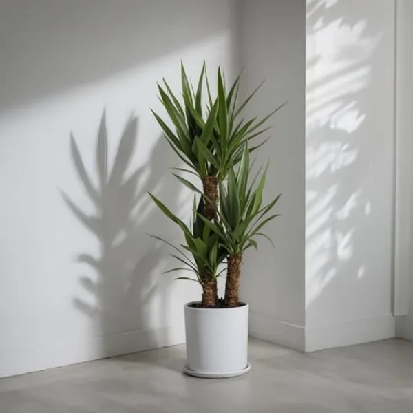 New Elefantfod - Sæt med 2 - Yucca elephantipes - Højde 70-80cm - ⌀17cm Krukkeplanter Indendørs
