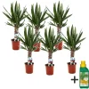 Krukkeplanter Indendørs^Elefantfod - Sæt med 6 - Yucca elephantipes - Højde 50-60cm - ⌀14cm