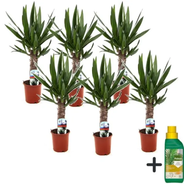 Krukkeplanter Indendørs^Elefantfod - Sæt med 6 - Yucca elephantipes - Højde 50-60cm - ⌀14cm