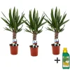 Krukkeplanter Indendørs^Elefantfod - Sæt med 3 - Yucca elephantipes - Højde 50-60cm - ⌀14cm