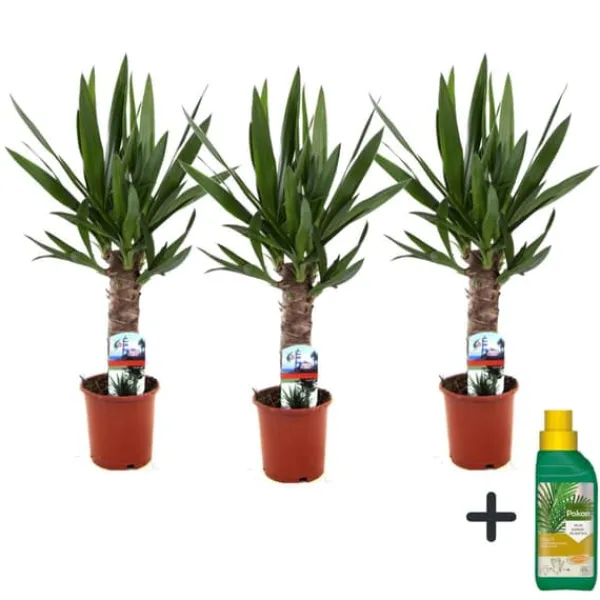 Krukkeplanter Indendørs^Elefantfod - Sæt med 3 - Yucca elephantipes - Højde 50-60cm - ⌀14cm