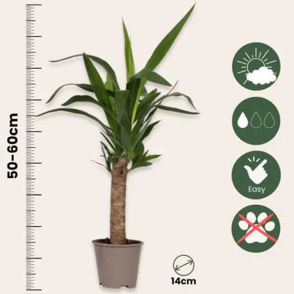 Krukkeplanter Indendørs^Elefantfod - Sæt med 3 - Yucca elephantipes - Højde 50-60cm - ⌀14cm