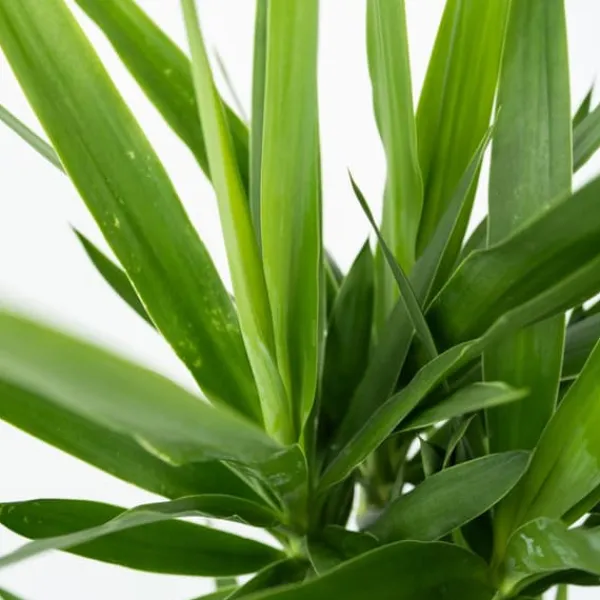 Krukkeplanter Indendørs^Elefantfod - Sæt med 3 - Yucca elephantipes - Højde 50-60cm - ⌀14cm