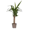 Krukkeplanter Indendørs^Elefantfod - Yucca elephantipes - Højde 50-60cm - Pot 14cm
