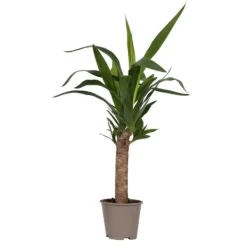 Krukkeplanter Indendørs^Elefantfod - Yucca elephantipes - Højde 50-60cm - Pot 14cm