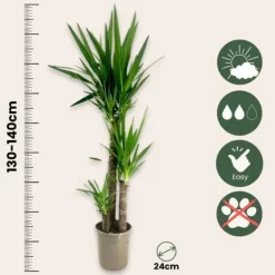 Elefantfod - Yucca elephantipes - Højde 130-140cm - ⌀24cm Krukkeplanter Indendørs