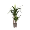 Krukkeplanter Indendørs^Elefantfod - Yucca elephantipes - Højde 70-80cm - ⌀17cm