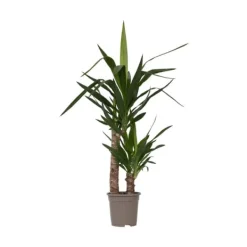 Krukkeplanter Indendørs^Elefantfod - Yucca elephantipes - Højde 70-80cm - ⌀17cm