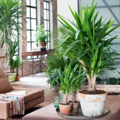 Krukkeplanter Indendørs^Elefantfod - Yucca elephantipes - Højde 70-80cm - ⌀17cm