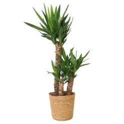 Online Elefantfod - Yucca elephantipes - Højde 70-80cm - ⌀21cm Krukkeplanter Indendørs