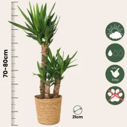 Online Elefantfod - Yucca elephantipes - Højde 70-80cm - ⌀21cm Krukkeplanter Indendørs