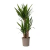 Best Elefantfod - Yucca elephantipes - Højde 70-80cm - ⌀21cm Krukkeplanter Indendørs