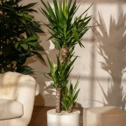 Best Elefantfod - Yucca elephantipes - Højde 70-80cm - ⌀21cm Krukkeplanter Indendørs