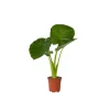 New Elefantøre - Alocasia 'Odora' - Højde 55-75cm - ⌀17cm Krukkeplanter Indendørs