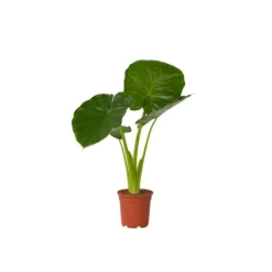 New Elefantøre - Alocasia 'Odora' - Højde 55-75cm - ⌀17cm Krukkeplanter Indendørs