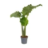 Krukkeplanter Indendørs^Elefantøre - Alocasia 'Portodora' - Højde 110-120cm - ⌀32cm