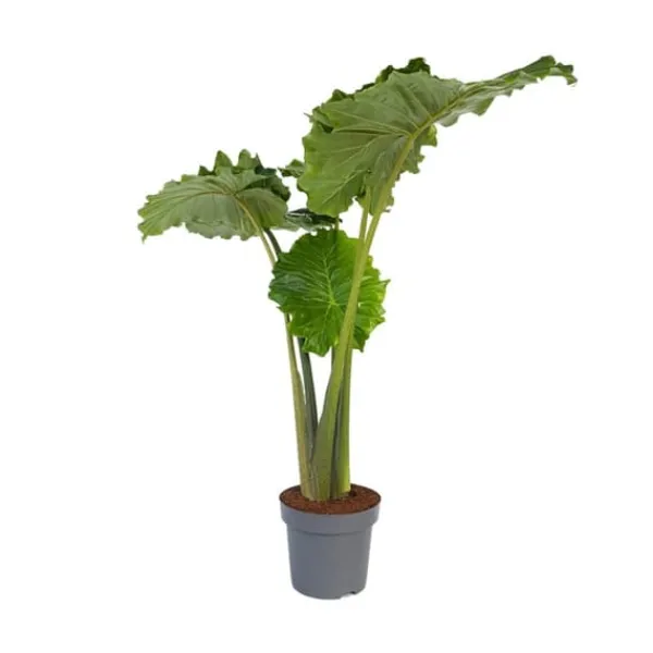 Krukkeplanter Indendørs^Elefantøre - Alocasia 'Portodora' - Højde 110-120cm - ⌀32cm