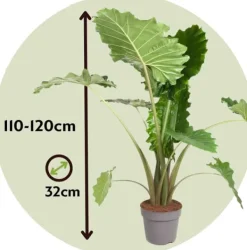 Krukkeplanter Indendørs^Elefantøre - Alocasia 'Portodora' - Højde 110-120cm - ⌀32cm
